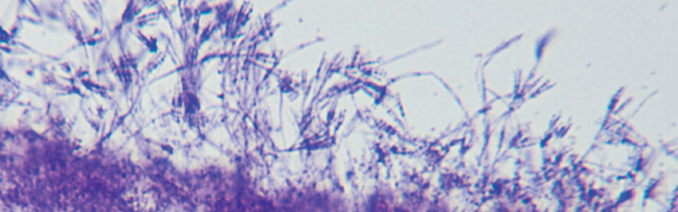 Decorative Image